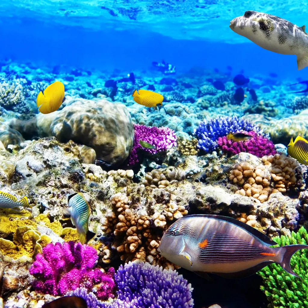 Tauchreisen Indischer Ozean